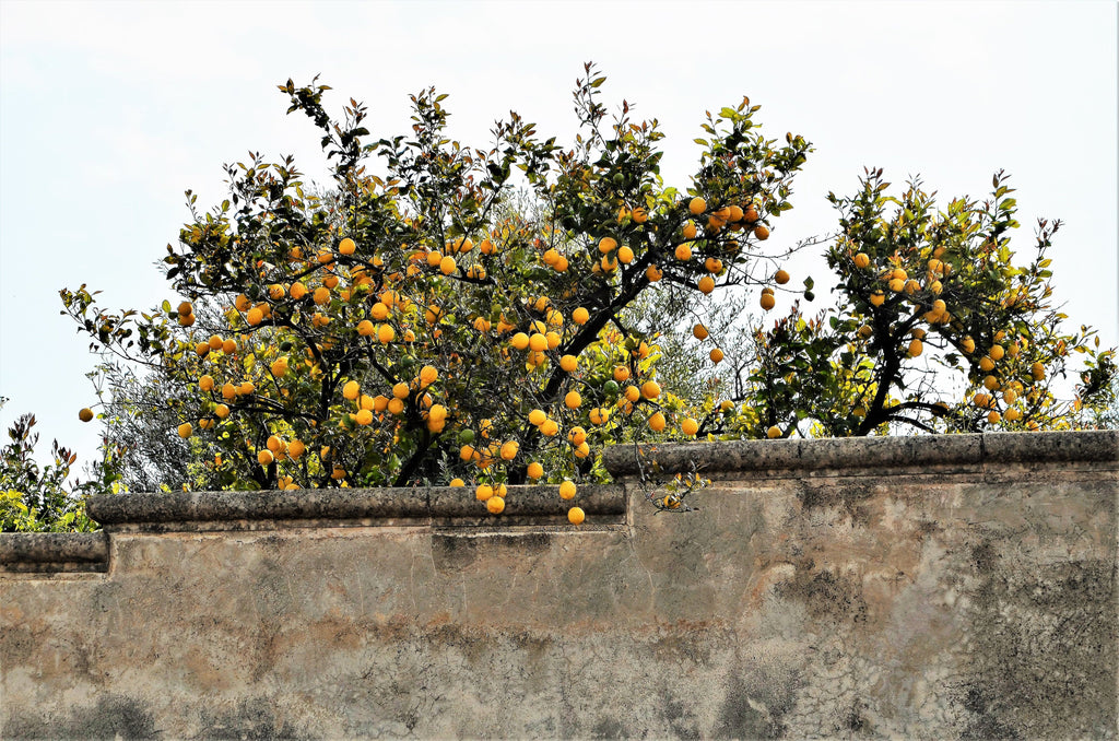 Acis Hortus Regius